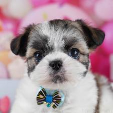 ♀︎チワズー:チワワ×シーズー