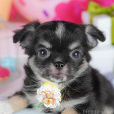 オンライン見学