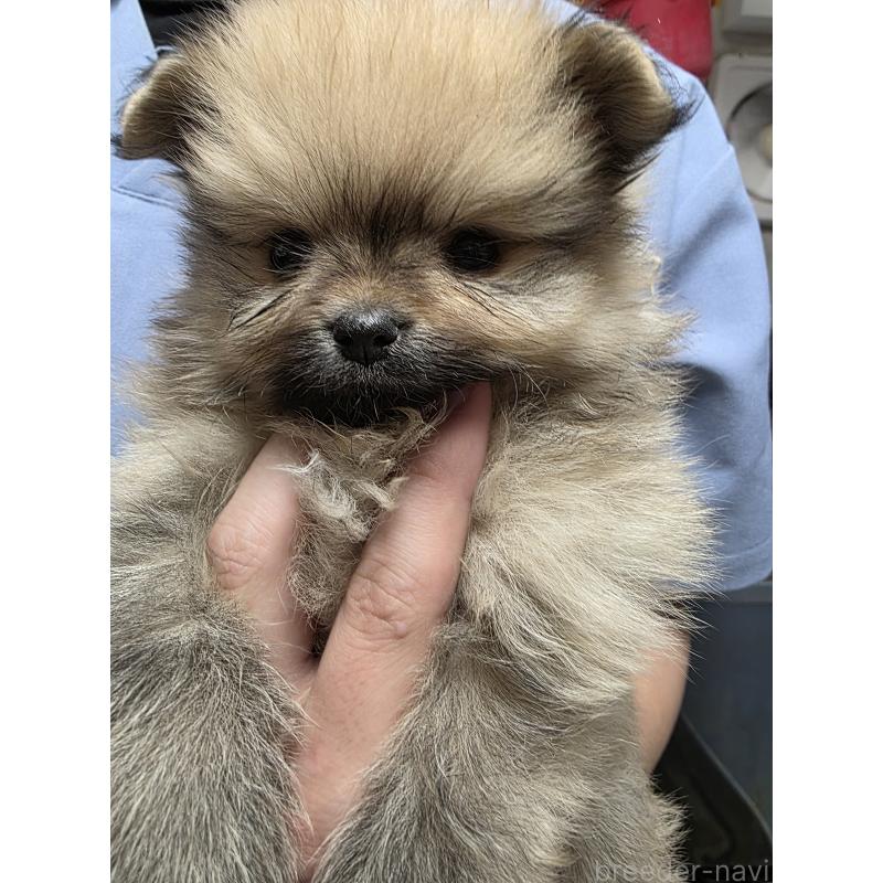 成約済の静岡県のポメラニアン-439155の3枚目