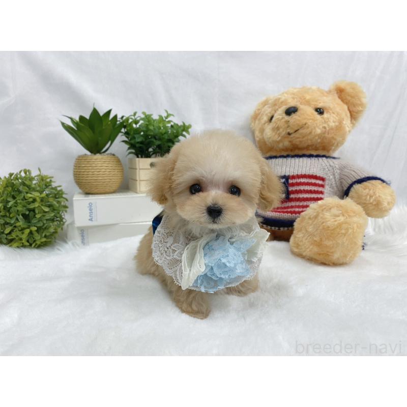 松原万樹ブリーダーの詳細