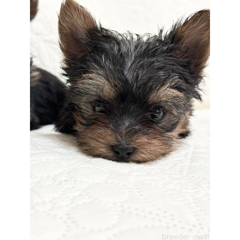 酒井千枝ブリーダーの詳細の1枚目