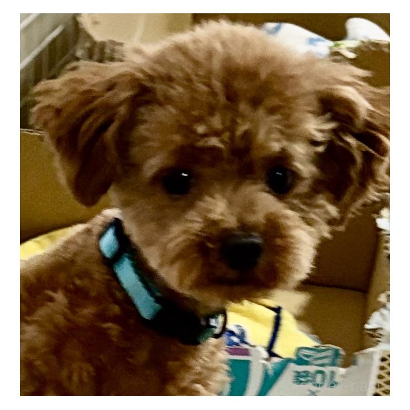 酒井千枝ブリーダーの詳細