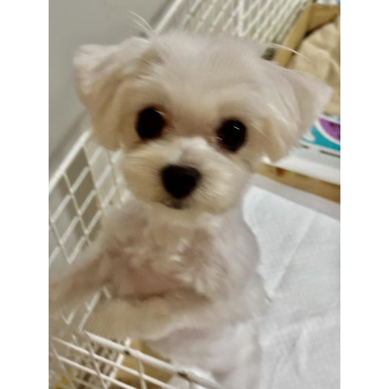 酒井千枝ブリーダーの詳細