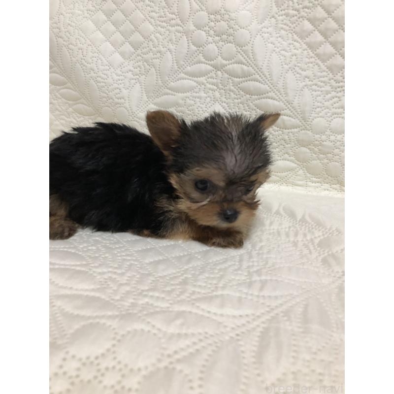 酒井千枝ブリーダーの詳細