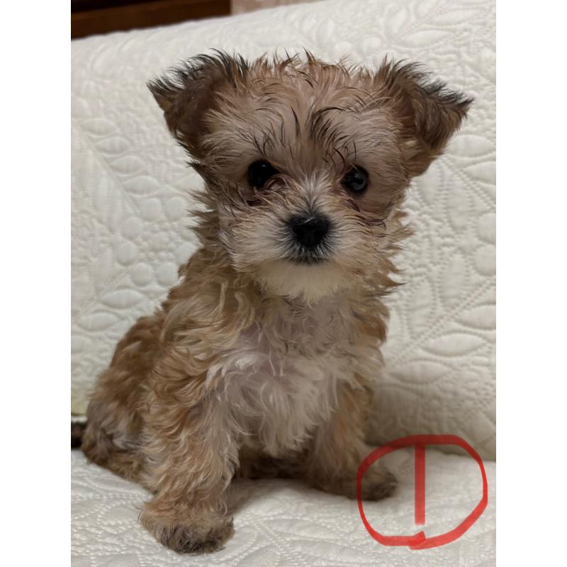 酒井千枝ブリーダーの詳細