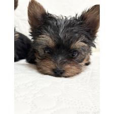 酒井千枝ブリーダー