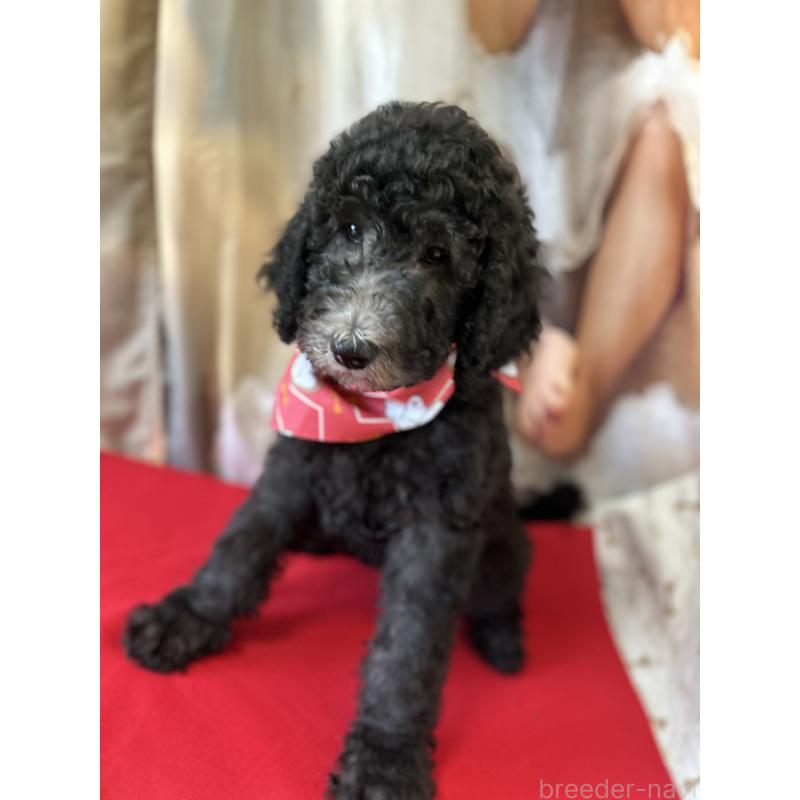 成約済の香川県のスタンダードプードル-428367の2枚目