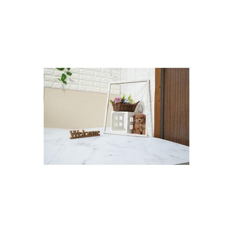 成約済の滋賀県のタイニープードル-439726の4枚目