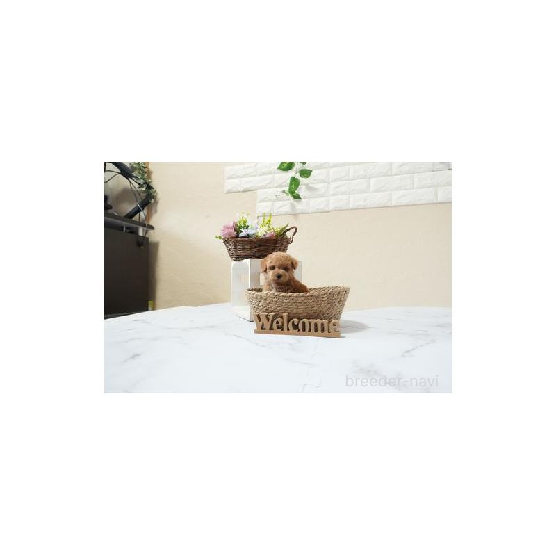 成約済の滋賀県のタイニープードル-439726の3枚目