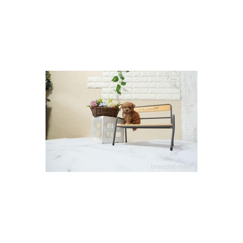 成約済の滋賀県のタイニープードル-439726の2枚目