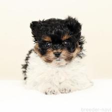 ♀︎チワプー:チワワ×トイプードル