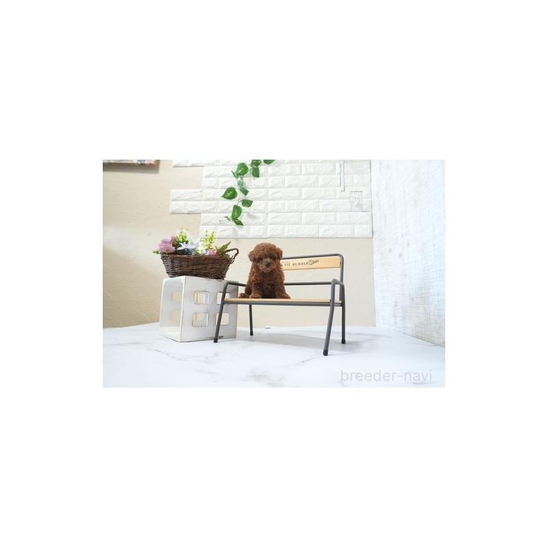 成約済の滋賀県のタイニープードル-439838の5枚目