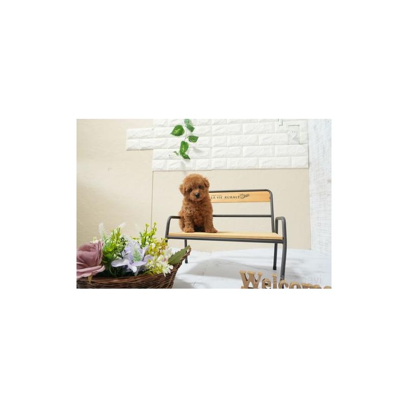 成約済の滋賀県のタイニープードル-439859の5枚目