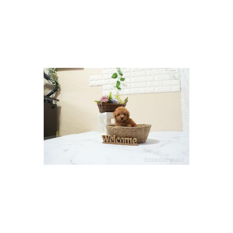 成約済の滋賀県のタイニープードル-439859の3枚目