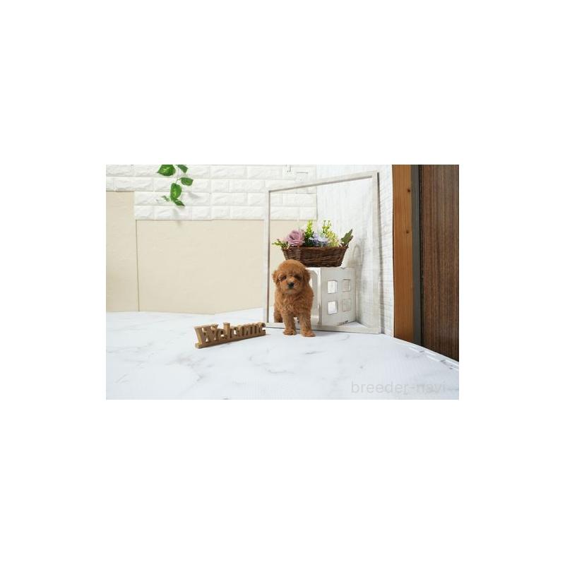 成約済の滋賀県のタイニープードル-439859の2枚目