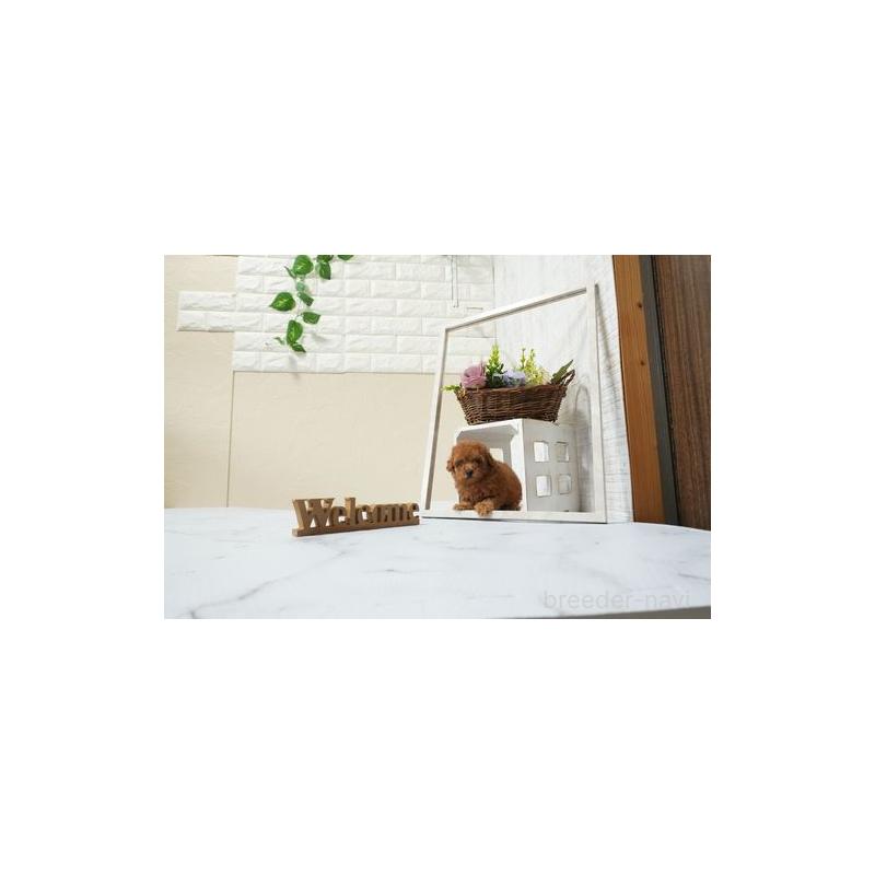 成約済の滋賀県のティーカッププードル-439872の4枚目