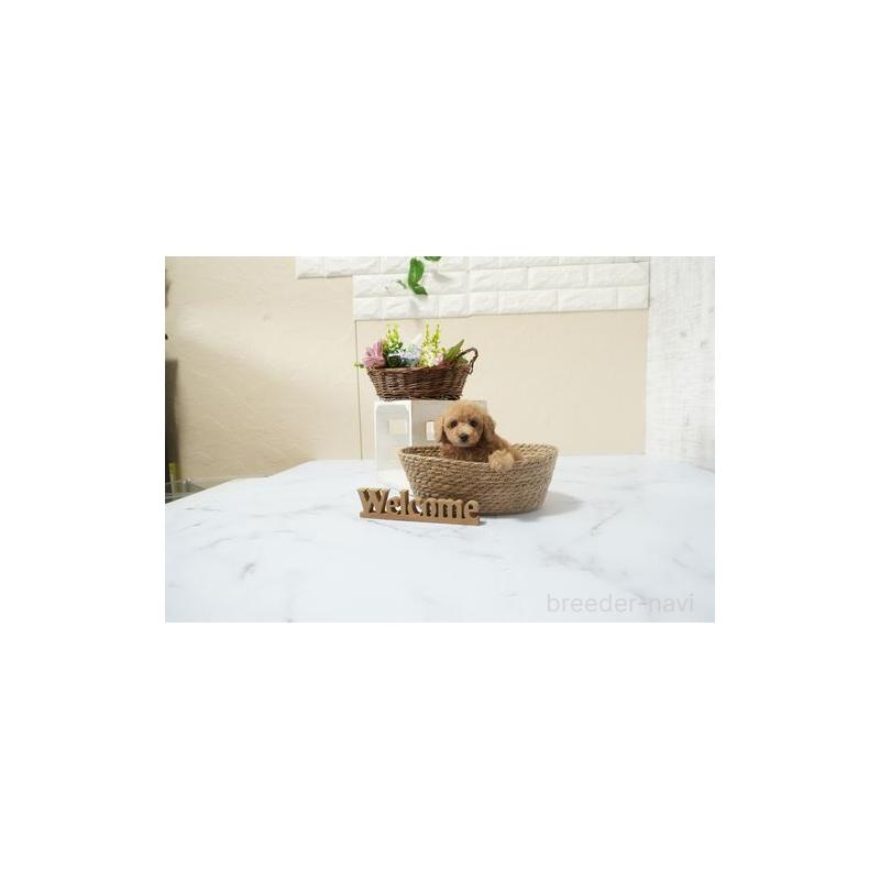 成約済の滋賀県のティーカッププードル-439877の5枚目