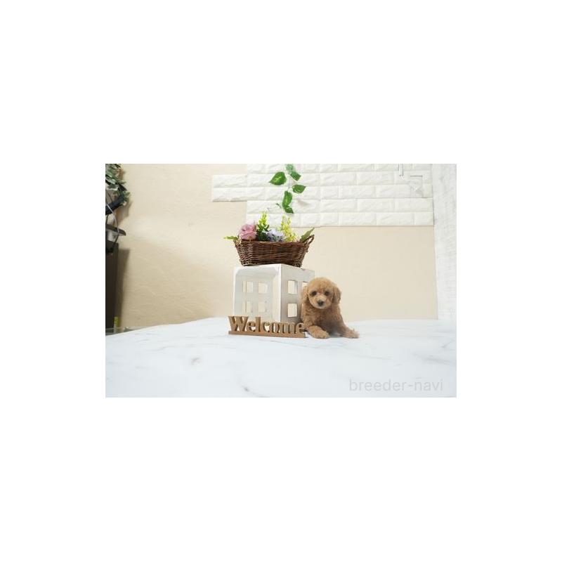 成約済の滋賀県のティーカッププードル-439877の4枚目