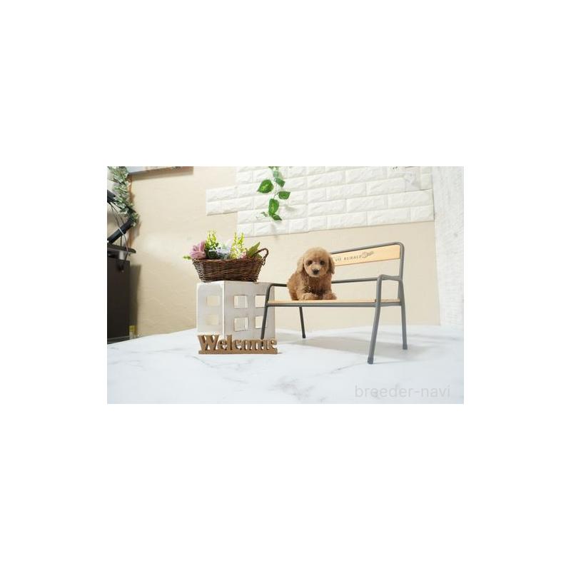 成約済の滋賀県のティーカッププードル-439877の3枚目