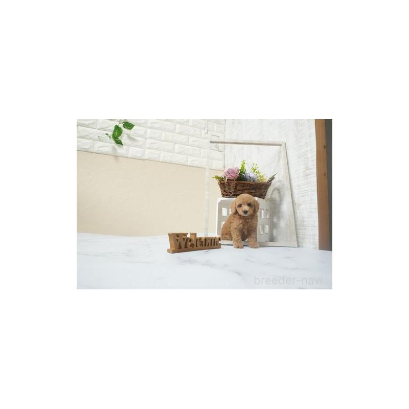 成約済の滋賀県のティーカッププードル-439877の2枚目