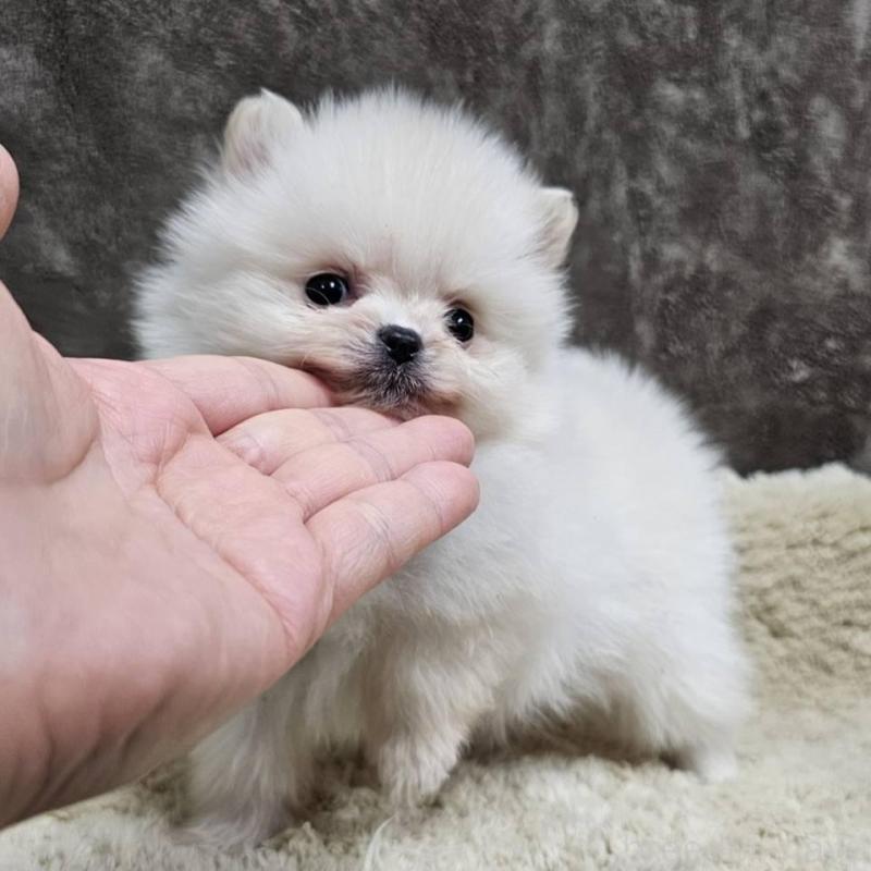 成約済の埼玉県のポメラニアン-440480の3枚目