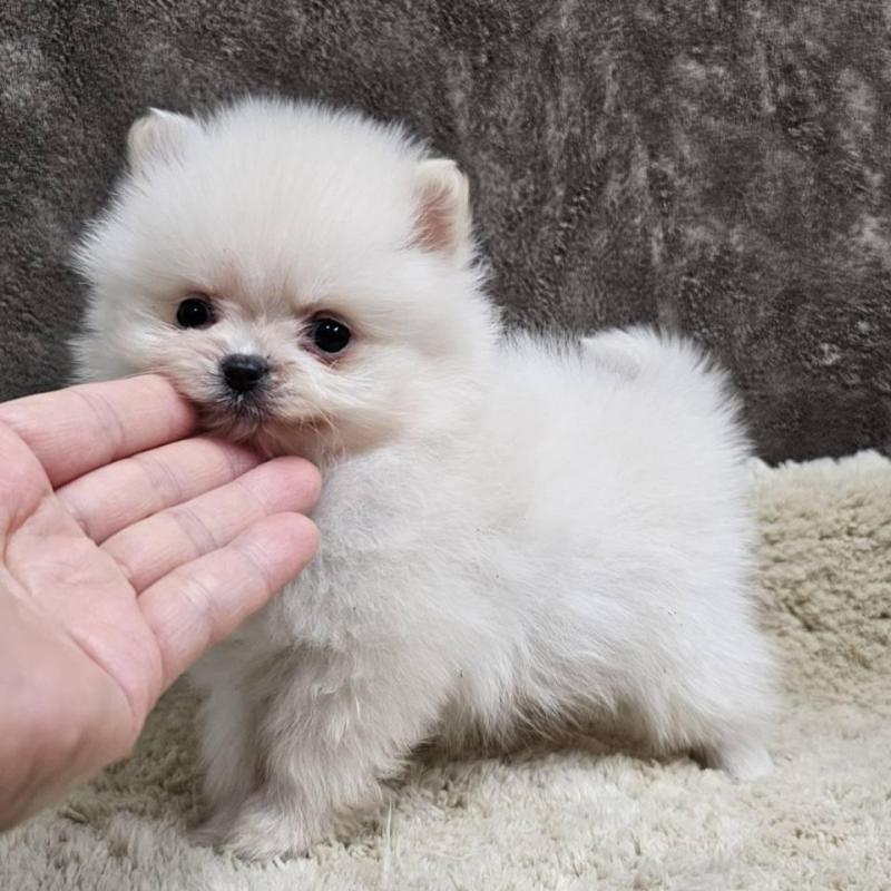 成約済の埼玉県のポメラニアン-440480の2枚目