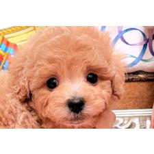 ♀︎タイニープードル