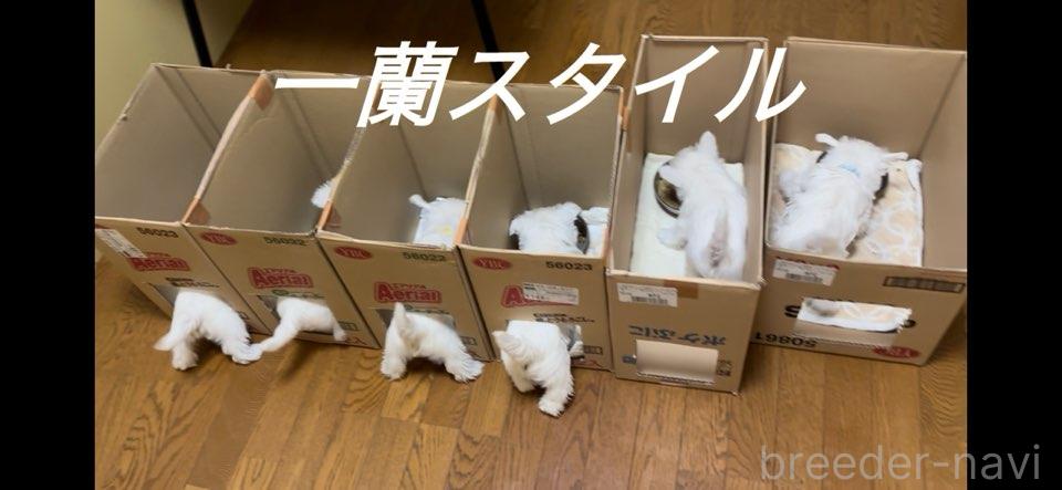 高橋ブリーダー