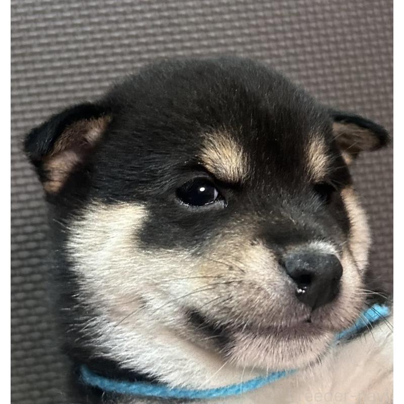 成約済の福岡県の豆柴-439835の13枚目