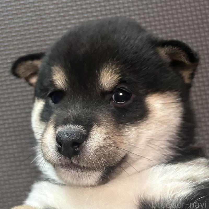 成約済の福岡県の豆柴-439835の12枚目