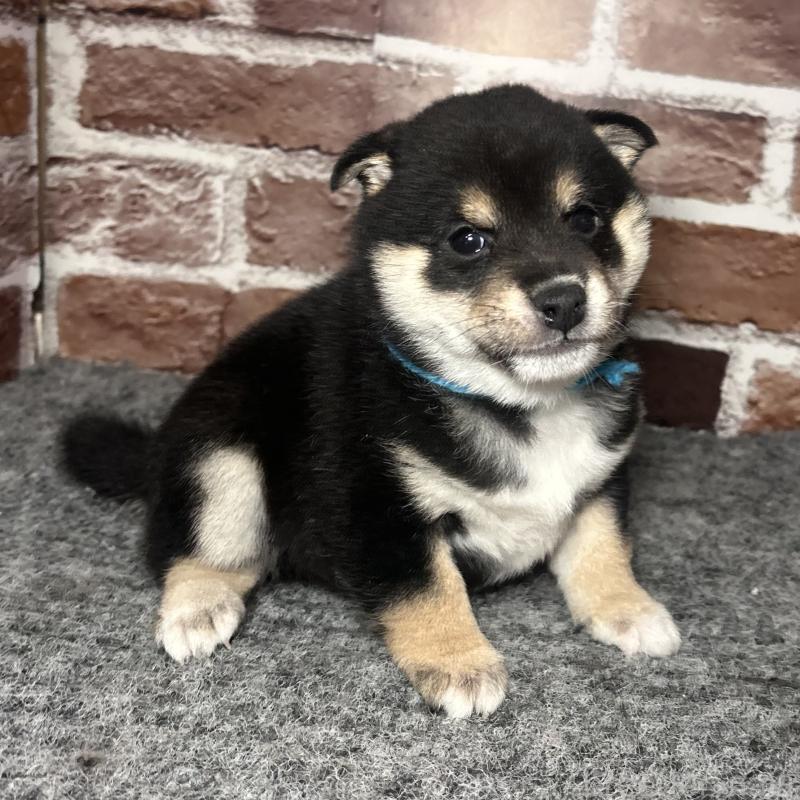 成約済の福岡県の豆柴-439835の11枚目