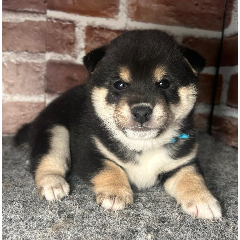 成約済の福岡県の豆柴-439835の10枚目