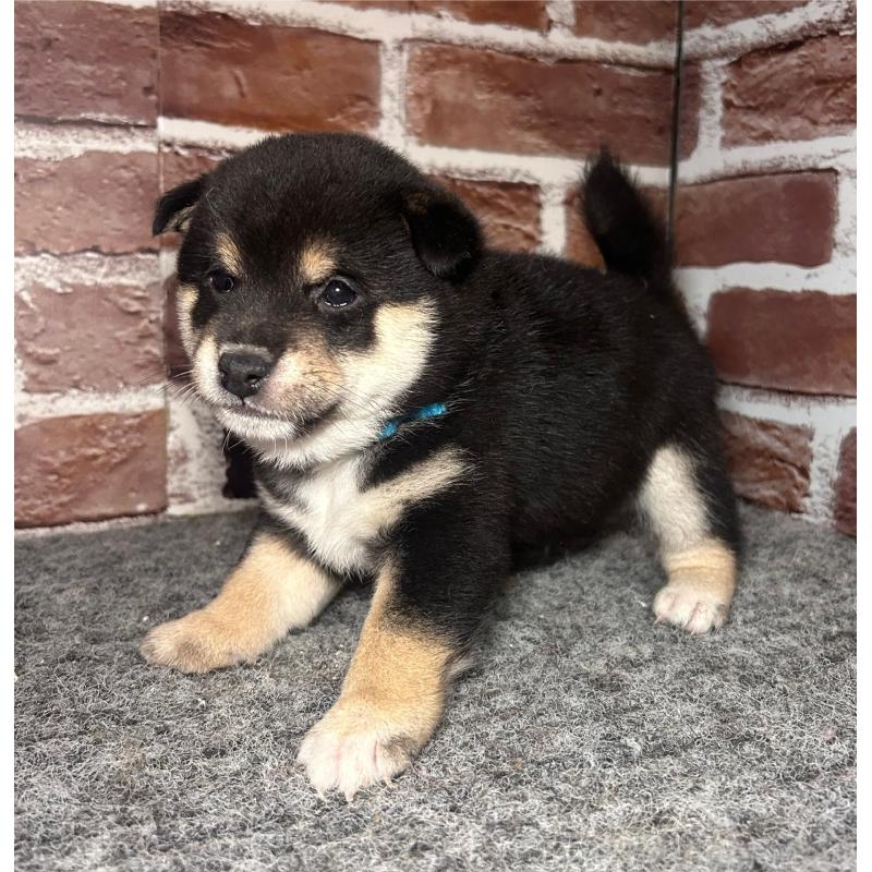 成約済の福岡県の豆柴-439835の9枚目