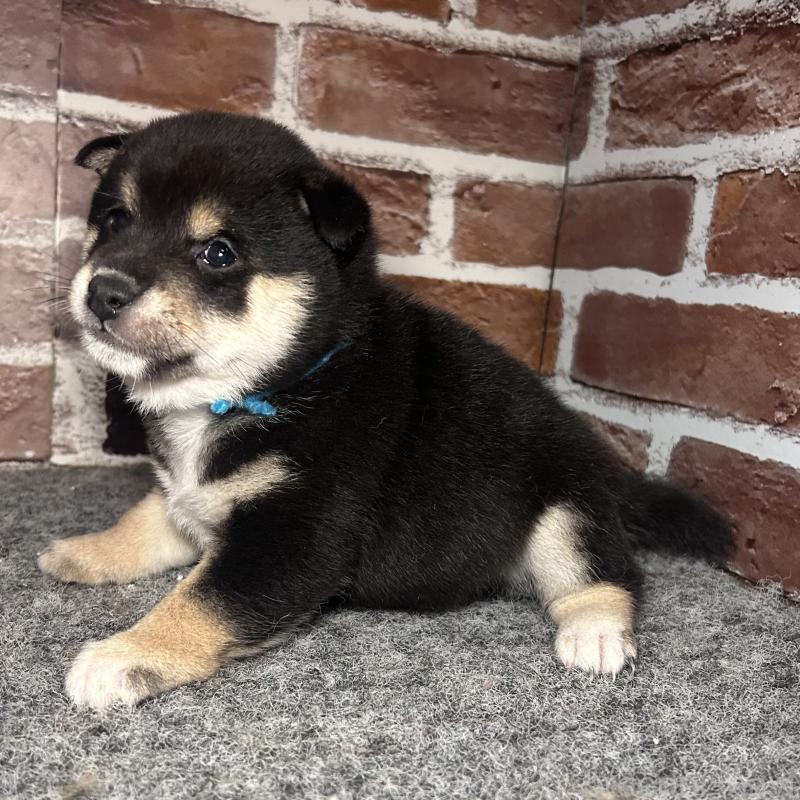 成約済の福岡県の豆柴-439835の8枚目