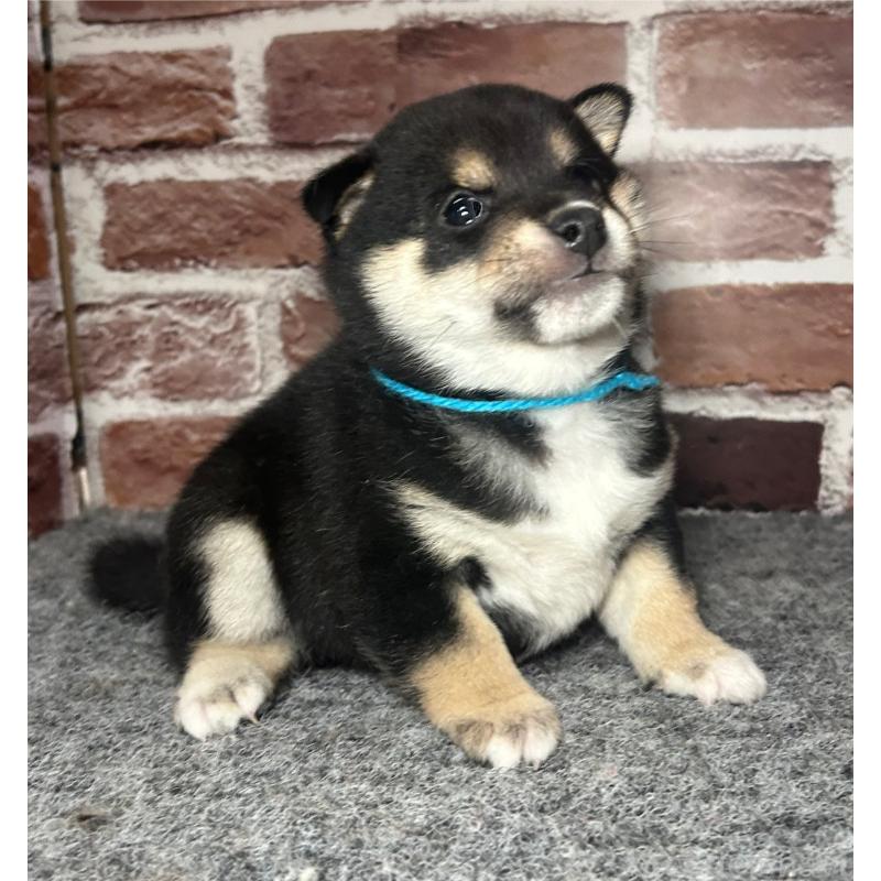 成約済の福岡県の豆柴-439835の7枚目