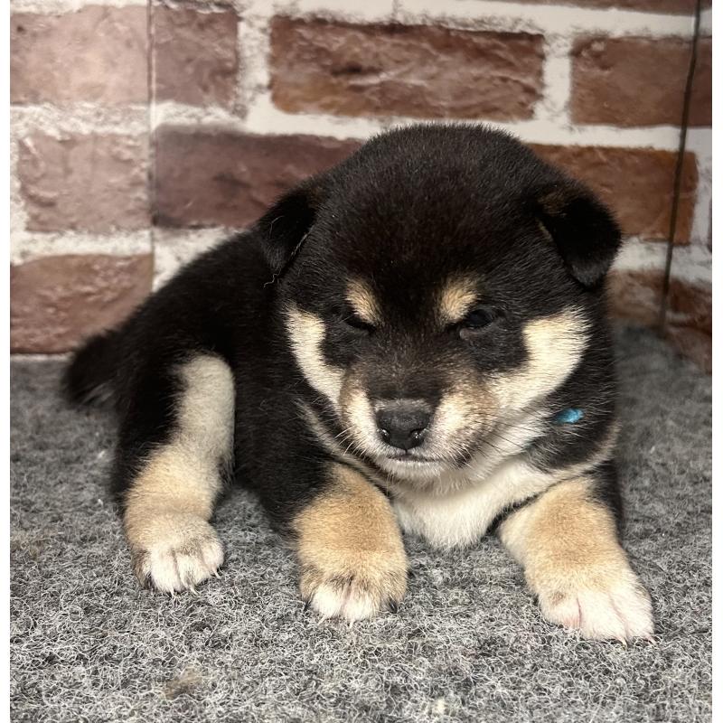 成約済の福岡県の豆柴-439835の6枚目