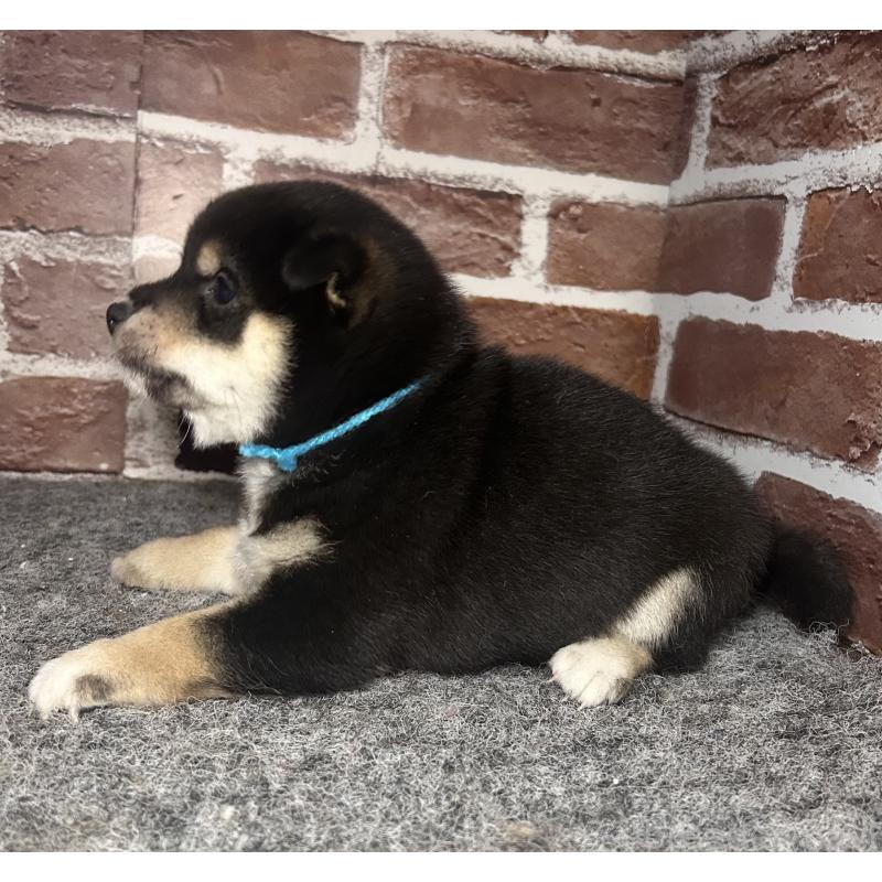 成約済の福岡県の豆柴-439835の5枚目