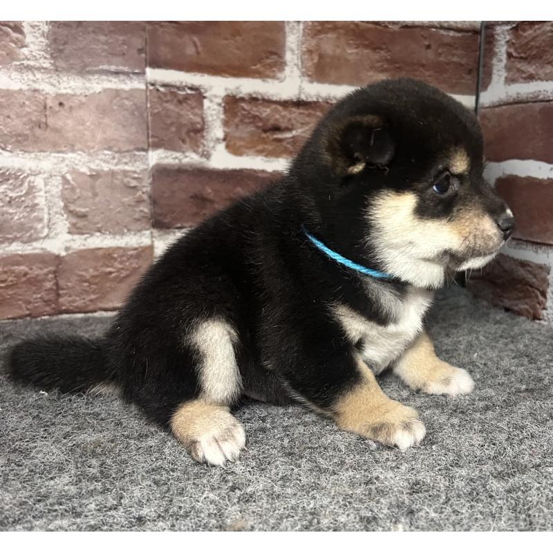 成約済の福岡県の豆柴-439835の4枚目