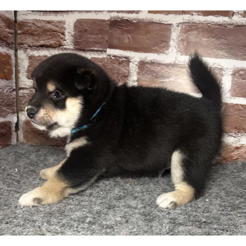 成約済の福岡県の豆柴-439835の2枚目