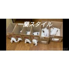 高橋維大ブリーダー