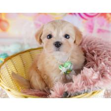 ♀︎マルプー:マルチーズ×トイプードル