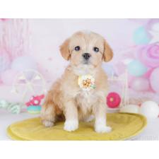 ♀︎マルプー:マルチーズ×トイプードル