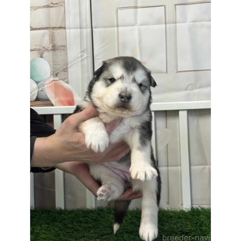 成約済の茨城県のアラスカンマラミュート-440815の4枚目