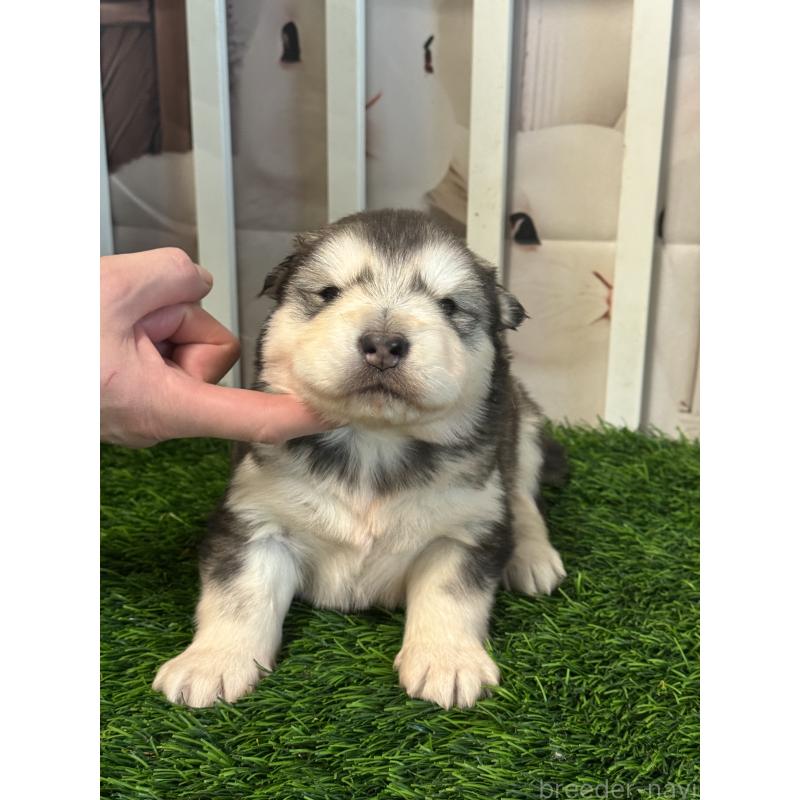 成約済の茨城県のアラスカンマラミュート-440815の3枚目