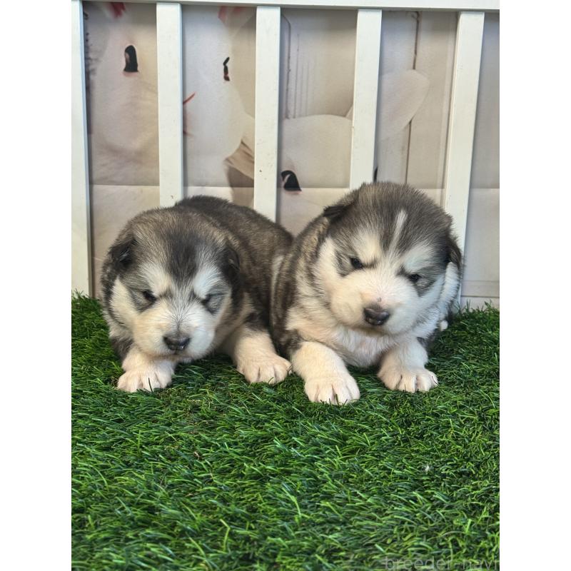 成約済の茨城県のアラスカンマラミュート-440815の2枚目