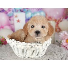 オンライン見学