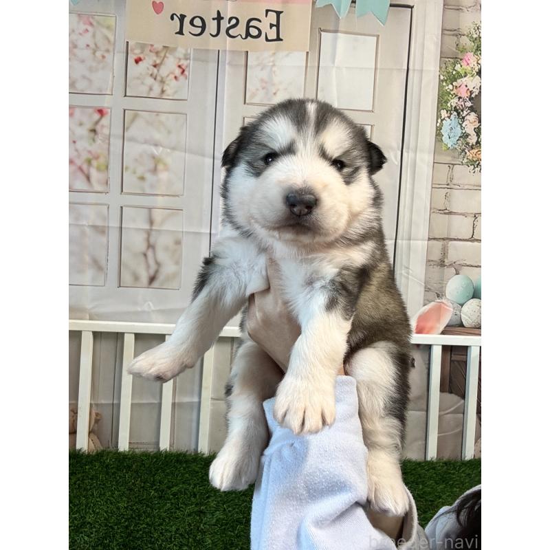 成約済の茨城県のアラスカンマラミュート-440814の6枚目