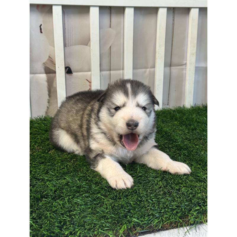 成約済の茨城県のアラスカンマラミュート-440814の5枚目