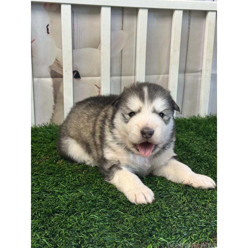 成約済の茨城県のアラスカンマラミュート-440814の4枚目