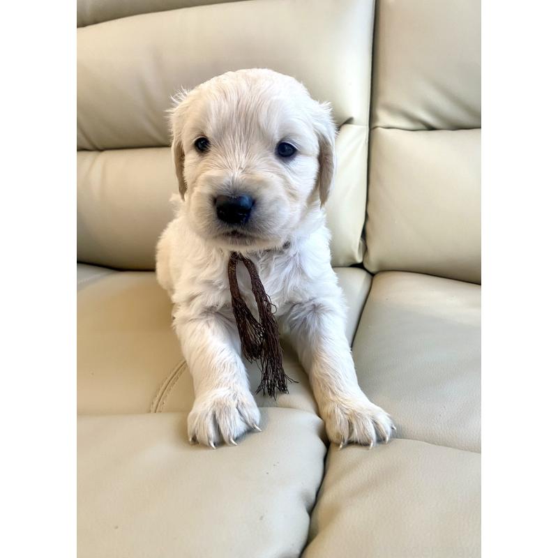 成約済の東京都のゴールデンレトリーバー-440371の13枚目